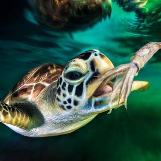 Sea turtle 4k wallpaper