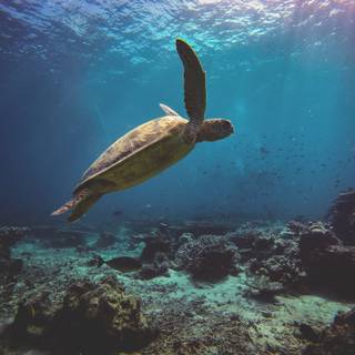 Sea turtle 4k wallpaper