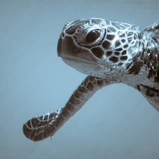 Sea turtle 4k wallpaper