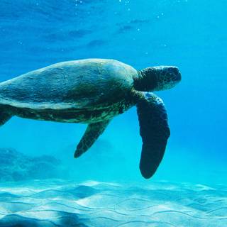 Sea turtle 4k wallpaper