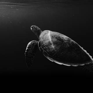 Sea turtle 4k wallpaper