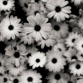 Black and white 4k iPhone wallpaper