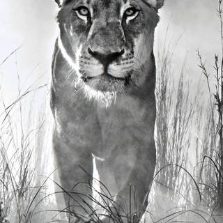 Black and white 4k iPhone wallpaper