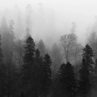 Black and white 4k iPhone wallpaper