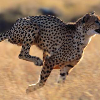 Running 4k wallpaper