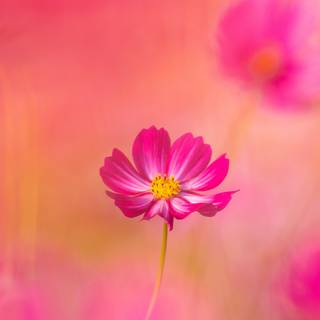 4k desktop pink wallpaper