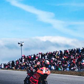 Pedro Acosta wallpaper