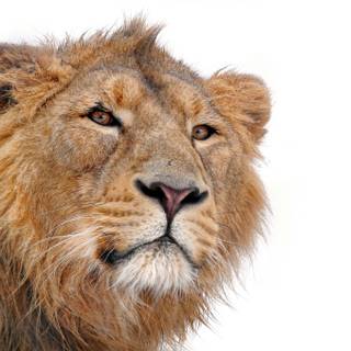 Lion design wallpaper