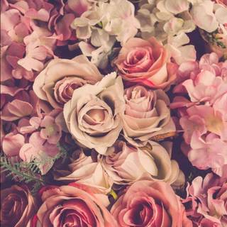 Roses and champagne wallpaper