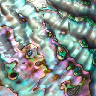 Abalone wallpaper
