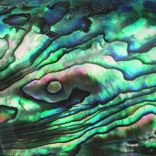 Abalone wallpaper