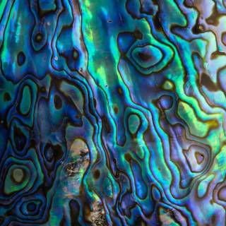 Abalone wallpaper