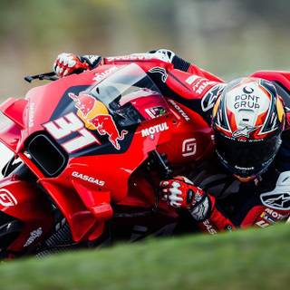 Pedro Acosta wallpaper