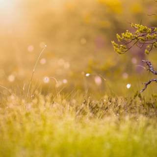 Morning sun 4k wallpaper