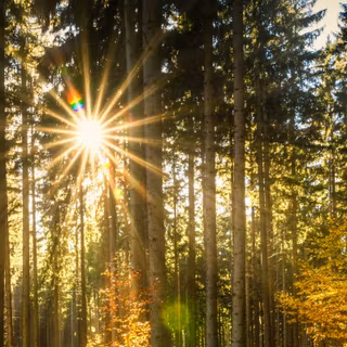 Morning sun 4k wallpaper