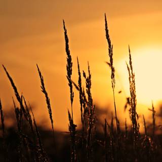 Morning sun 4k wallpaper
