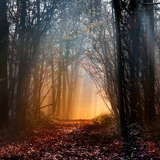 Morning sun 4k wallpaper