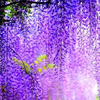 Purple flowers anime wallpaper