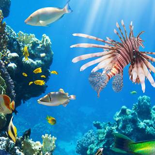 Coral reef 1920x1080 wallpaper