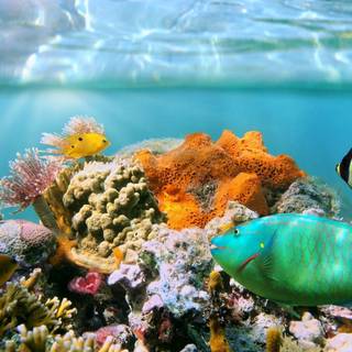 Coral reef 1920x1080 wallpaper