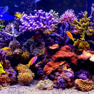 Coral reef 1920x1080 wallpaper