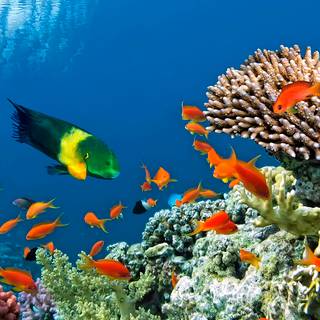 Coral reef 1920x1080 wallpaper