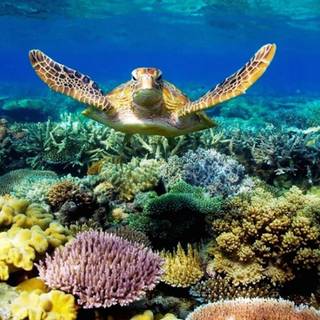 Coral reef 1920x1080 wallpaper