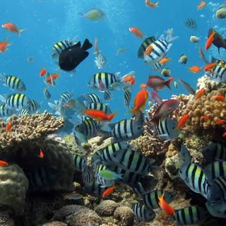 Coral reef 1920x1080 wallpaper