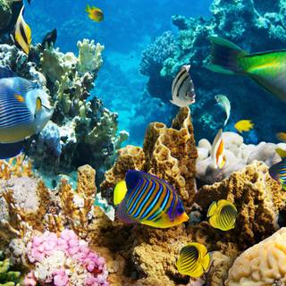 Coral reef 1920x1080 wallpaper