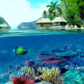 Coral reef 1920x1080 wallpaper