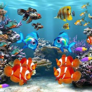 Coral reef 1920x1080 wallpaper