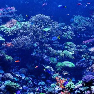 Coral reef 1920x1080 wallpaper