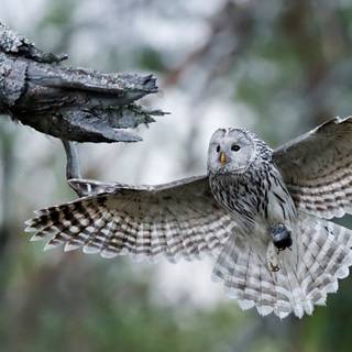 Canon EOS 90D wallpaper