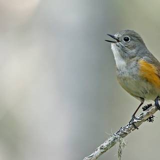 Canon EOS 90D wallpaper