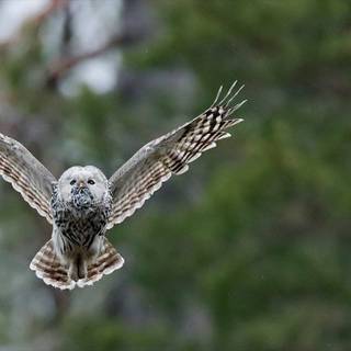 Canon EOS 90D wallpaper