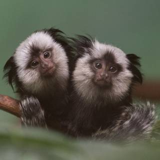 Marmoset wallpaper