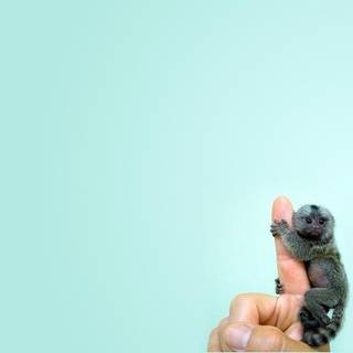 Marmoset wallpaper