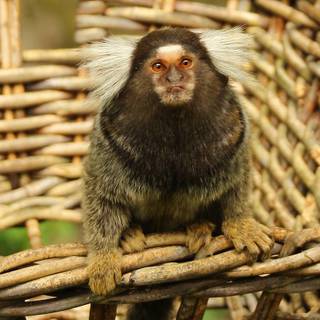 Marmoset wallpaper