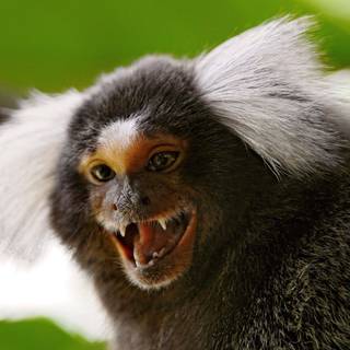Marmoset wallpaper