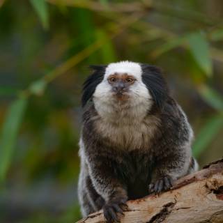 Marmoset wallpaper