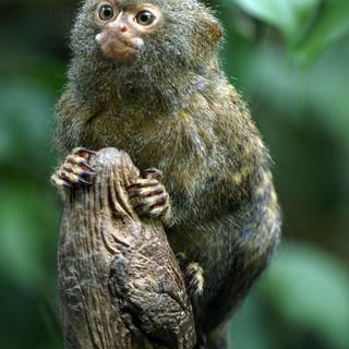 Marmoset wallpaper