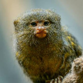 Marmoset wallpaper