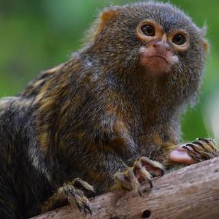 Marmoset wallpaper