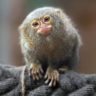 Marmoset wallpaper