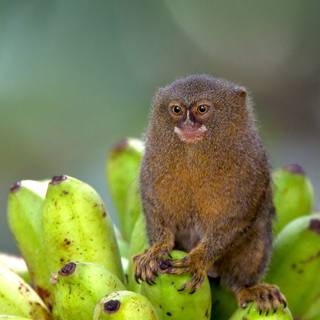 Marmoset wallpaper