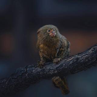 Marmoset wallpaper