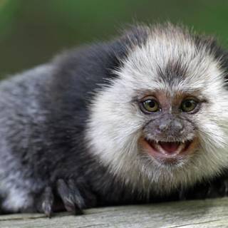 Marmoset wallpaper
