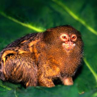 Marmoset wallpaper