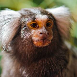 Marmoset wallpaper