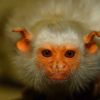 Marmoset wallpaper